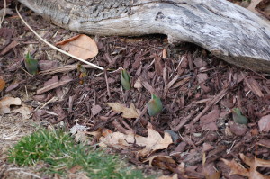 Four (or 5?) tulips peeking out.