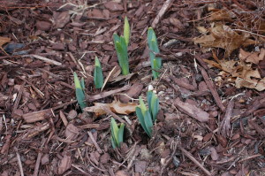 These daffodils didn't get the memo that a Nor'easter is coming.