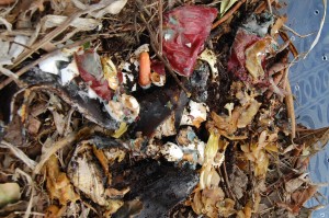 Second layer of "Greens," made up of kitchen scraps -- peels, carrots, egg shells, coffee grinds. This smelled disgusting.