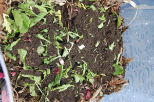 Added some potting soil on top of the "Greens."