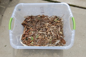 Bottom layer of "Browns."  Special thanks to my inlaws for collecting them from their yard for me.