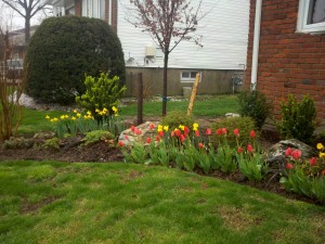 My first season of tulips and daffodils in bloom :)