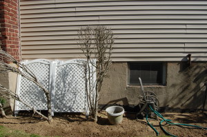 Before picture: The bushes in the side yard died two seasons ago.