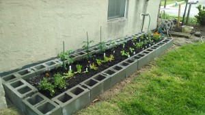 First row: tomatoes, green pepper, red pepper, eggplant, and rosemary Second row: marigolds, lettuce, basil, parsley, thyme, spicy oregano, sage, marjoram, more marigolds