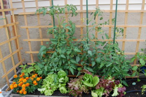 Back Row: Pole Bean (Kentucky Wonder), Tomato (Parks Whopper), Tomato (Sugary Hybrid), Tomato (Sweet Seedless) Front Row:  Marigolds and Lettuce (All Star Mix)