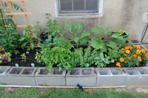 Back Row:  Green Pepper, Red Pepper, Eggplant, Eggplant, Rosemary.  Way Back Row: Wild Strawberries and Basil Front Row: (Dying) basil, Italian Parsley, Thyme, Spicy Oregano, Sage, Marjoram, Marigolds