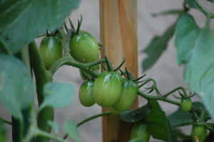 Tomato Sugary Hybrid - can you see the little green bugs?