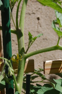 Little sucker growing between main stem and branch.