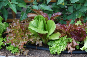 Lettuce - All Star Mix - has been great in our salads.