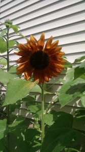 First sunflower of the summer.