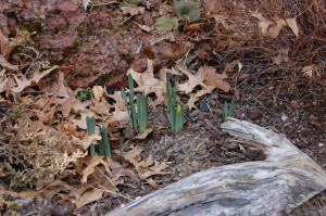 These first daffodils of 2015 peek out, despite the snow flurries today. Spring must be near!